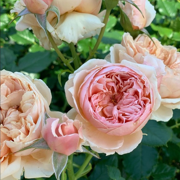 Hey there! I’m Alyssa! 👸🏻 - Picture 2 of 2